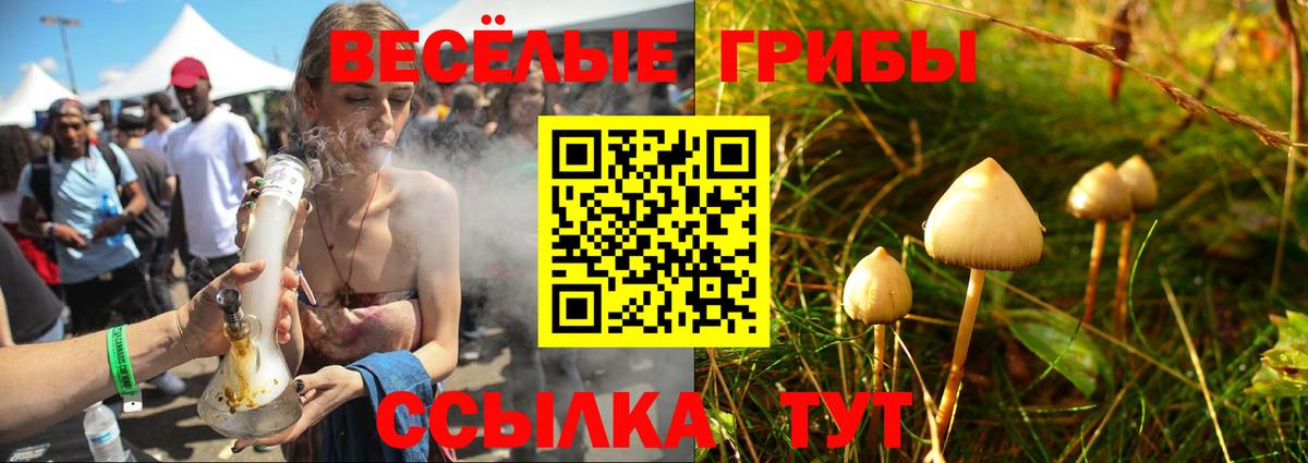 Псилоцибиновые грибы Psilocybe Кемерово